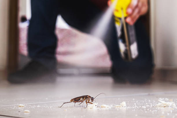 Flea Control Services in Lincoln Park, NJ