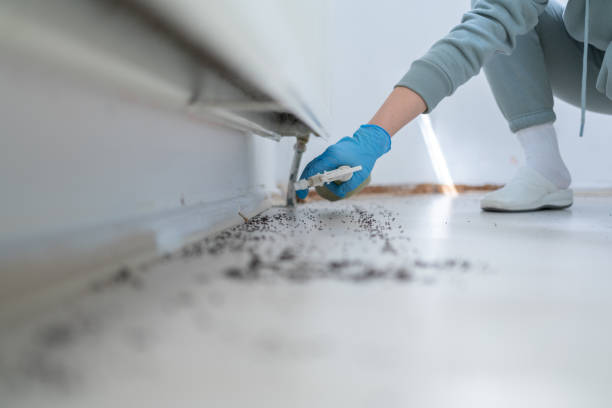 Best Wasp Removal Services  in Lincoln Park, NJ